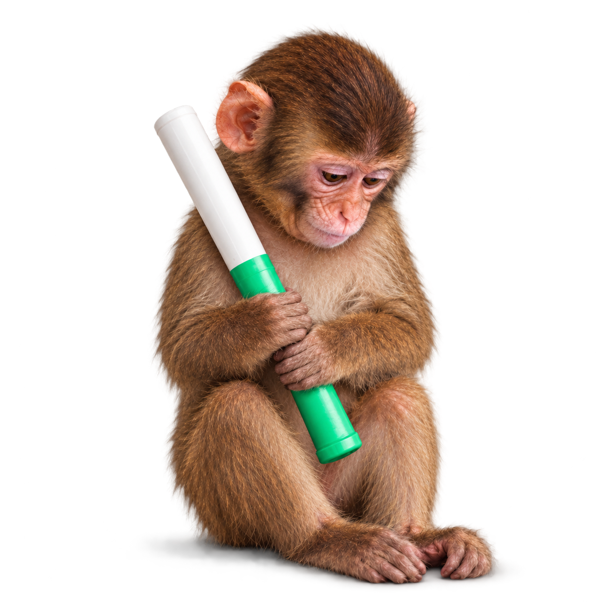 Baby macaque holding a white and green tube